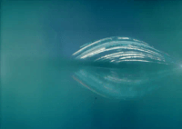 a blue-ish monochrome solarigraph showing a series of stacked arcs - the sun's path over the course of 3 months - with their reflection in a pond below.
